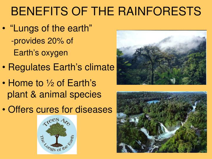 PPT AMAZON RAINFOREST PowerPoint Presentation ID4396094