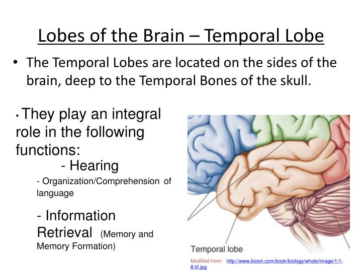 the temporal lobe and its effects on The temporal lobe is one of the four paired lobes in the brain this lobe, which is located above your ears, controls your memory, as well as language and emotions, and it’s one of the most. the temporal lobe and its effects on The temporal lobe is one of the four paired lobes in the brain this lobe, which is located above your ears, controls your memory, as well as language and emotions, and it’s one of the most.