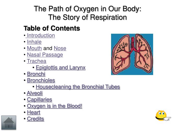 path of oxygen in the body