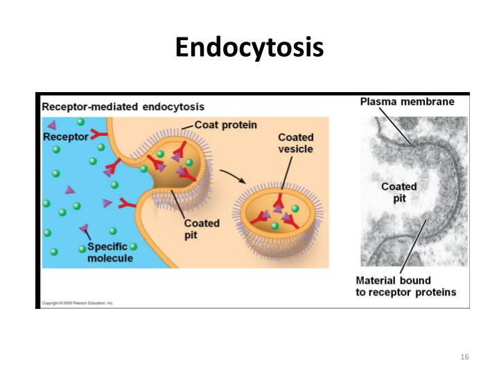 Endocytosis