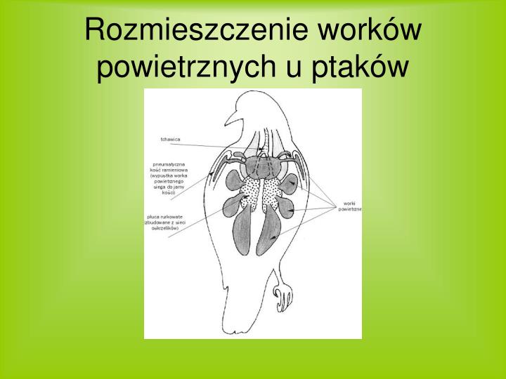 Na Czym Polega Podwójne Oddychanie U Ptaków PPT - Ptaki PowerPoint Presentation - ID:4451014