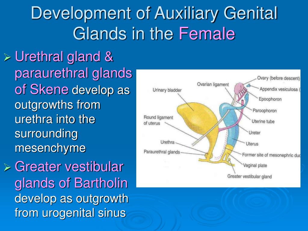 Canine anal scent glands