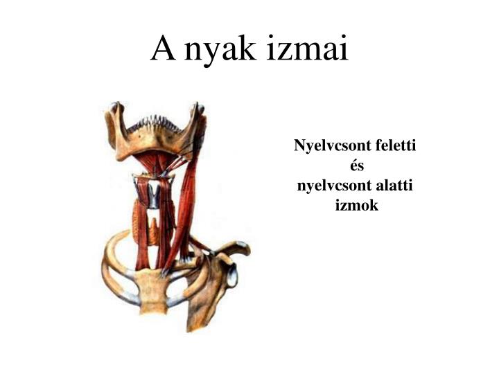 nyak izmai magyarul