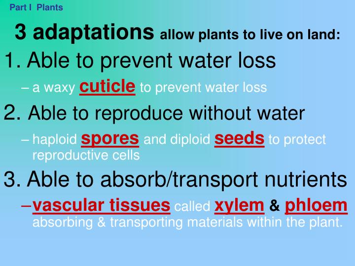 ppt-overview-of-plants-chapter-28-introduction-to-animals-chapter