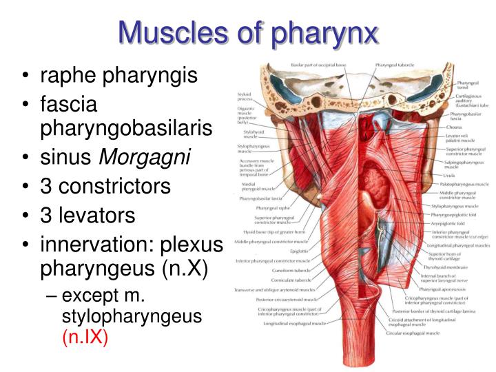 pharyngeal constrictor relationship pharyngeal constrictor relationship