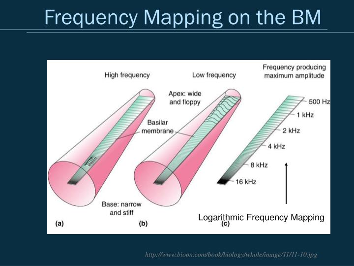 PPT Applied Psychoacoustics Lecture 1 Anatomy and Physiology of the human auditory system