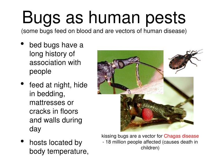 bugs human feed blood disease aphids pests ppt hoppers hemiptera oh vectors bed powerpoint presentation