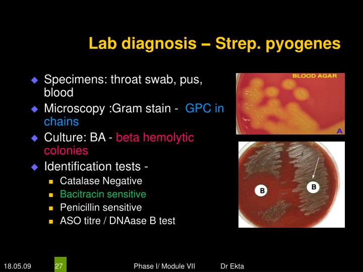 Ppt Medically Important Bacteria Gram Positive Cocci