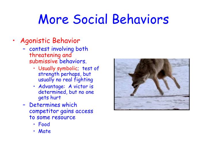 ppt-ap-bio-animal-behavior-podcast-2-learned-behaviors-powerpoint