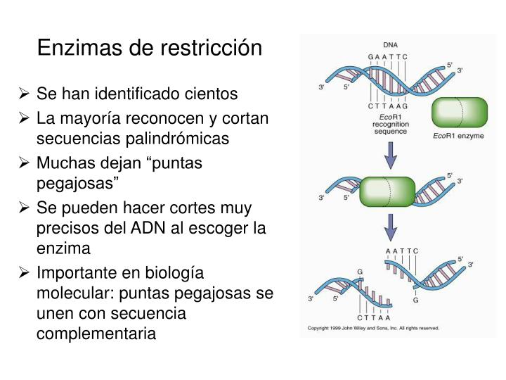 Ppt Pr Ctica Enzimas De Restricci N Powerpoint Presentation Id