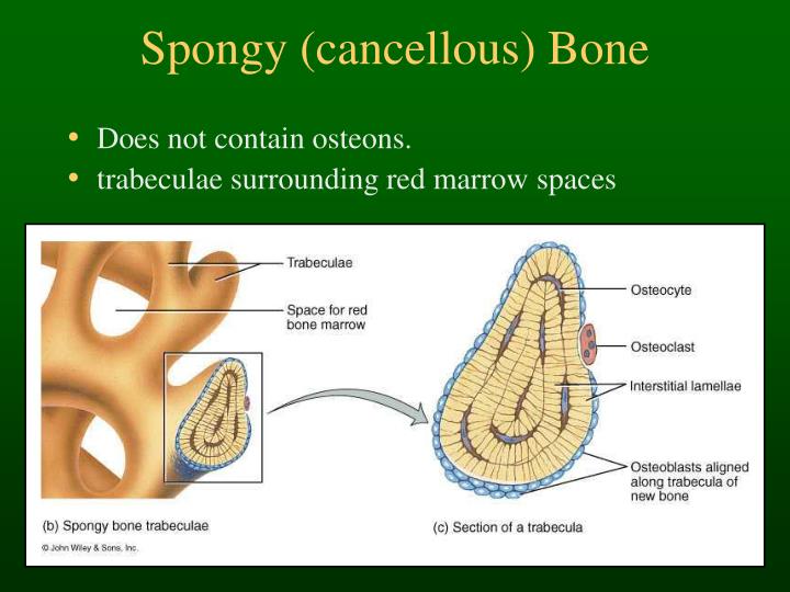 PPT - Bone Histology & Fracture Healing PowerPoint Presentation - ID