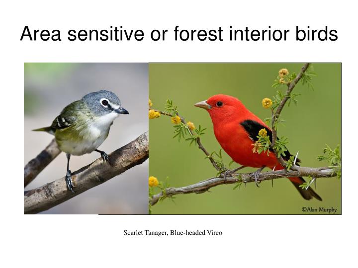 ppt effects of natural gas drilling on wildlife ppt effects of natural gas drilling on wildlife