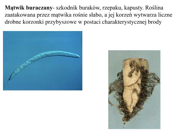 Larwa I Postać Dorosła Przebywają W Organizmie Jednego żywiciela PPT - Nicienie PowerPoint Presentation - ID:4607863