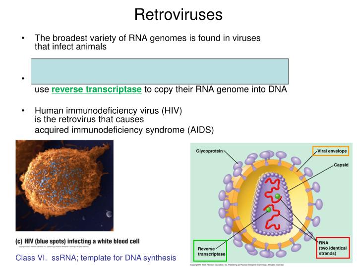 retrovirus examples in humans