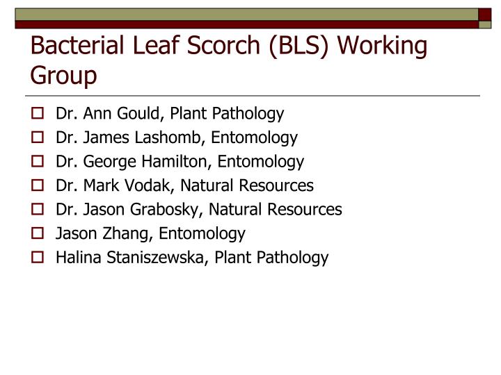 bacterial leaf scorch