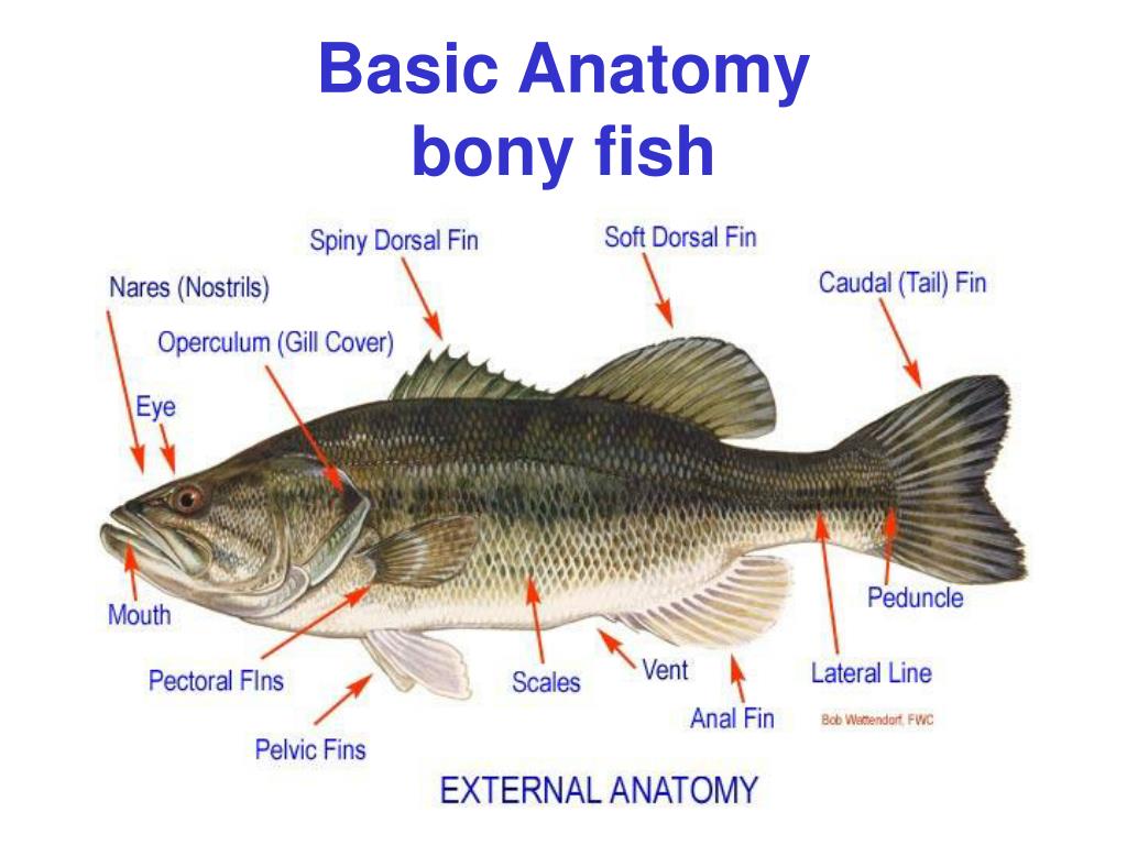 Bony Fish Diagram Labeled