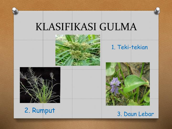 PPT - PENGENDALIAN GULMA TANPA HERBISIDA PowerPoint Presentation - ID ...