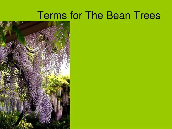 the bean trees essay the bean trees essay