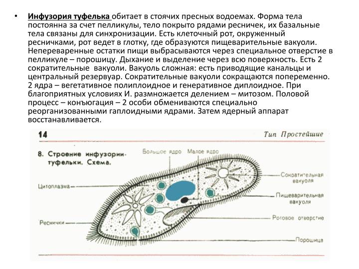 Инфузория туфелька сократительная вакуоль Инфузория туфелька сократительная вакуоль