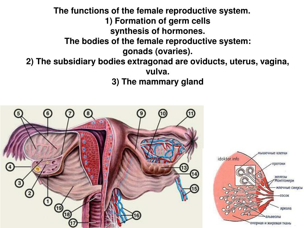 Ppt Structure And Function Of Female Reproductive System Powerpoint