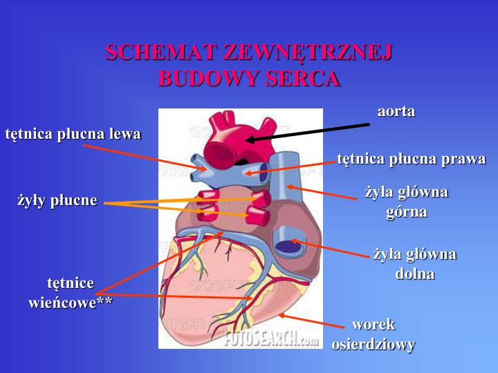 Jakie Funkcje Pełnią żyły Tętnice Naczynia Włosowate I Serce PPT - BUDOWA I ROLA SERCA PowerPoint Presentation - ID:4703820