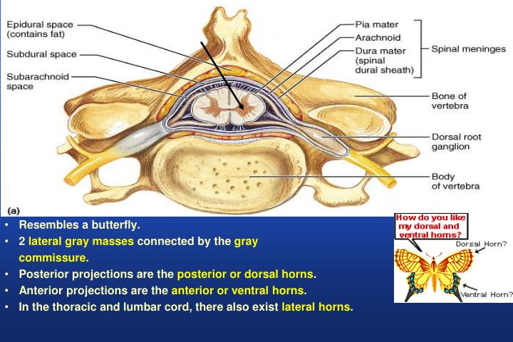 tracts of spinal cord ppt