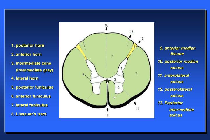 PPT - Anatomy of the Spinal Cord Structure of the spinal cord Tracts of