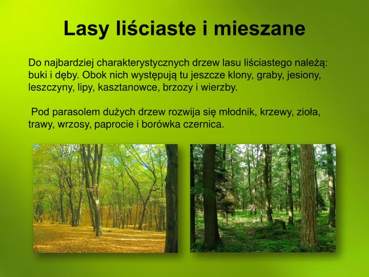 Lasy Z Przewagą Drzew Liściastych To PPT - Biomy kuli ziemskiej PowerPoint Presentation - ID:4732206