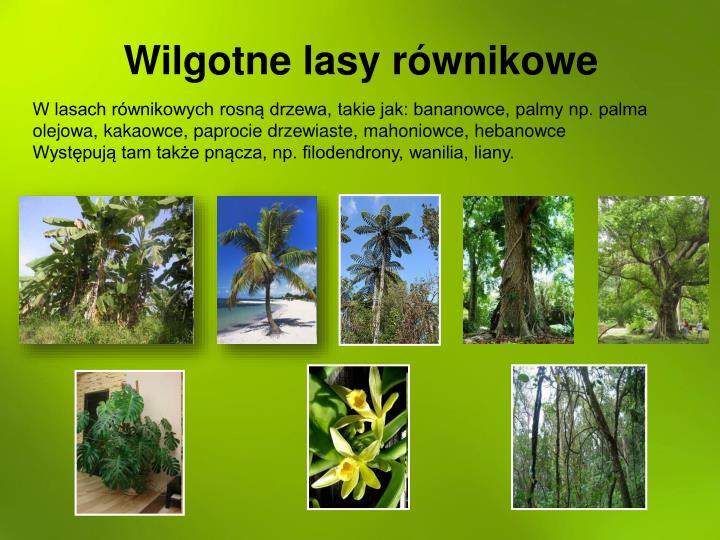 Jakie Zwierzęta żyją W Wilgotnych Lasach Równikowych PPT - Biomy kuli ziemskiej PowerPoint Presentation - ID:4732206
