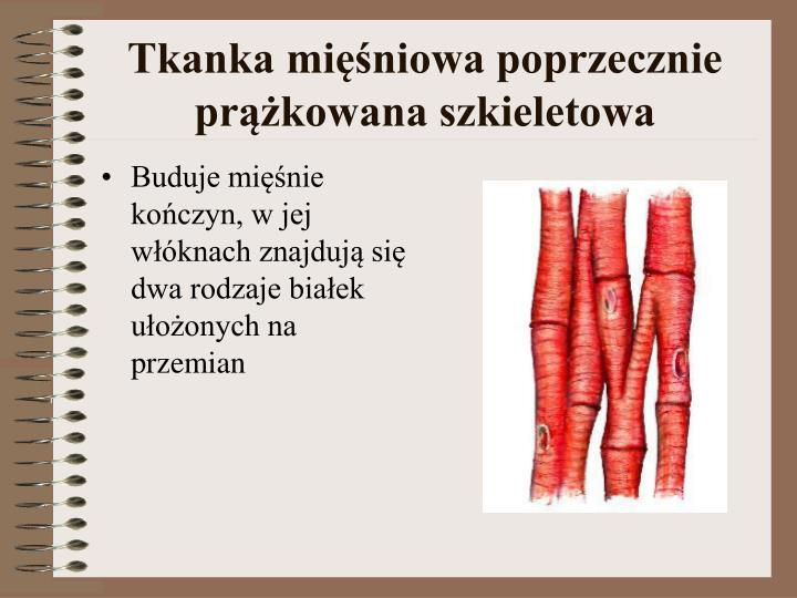 Na Ilustracjach Przedstawiono Trzy Rodzaje Tkanki Mięśniowej PPT - Tkanki zwierzęce PowerPoint Presentation - ID:4732282