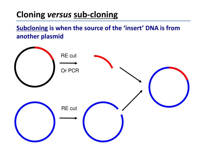 PPT Molecular Cloning PowerPoint Presentation ID 4748736