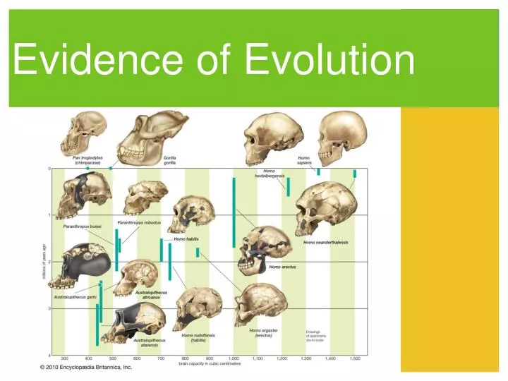PPT Evidence of Evolution PowerPoint Presentation ID4750309