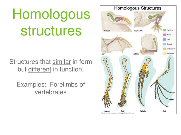 PPT - Evidence of Evolution PowerPoint Presentation - ID:4750309