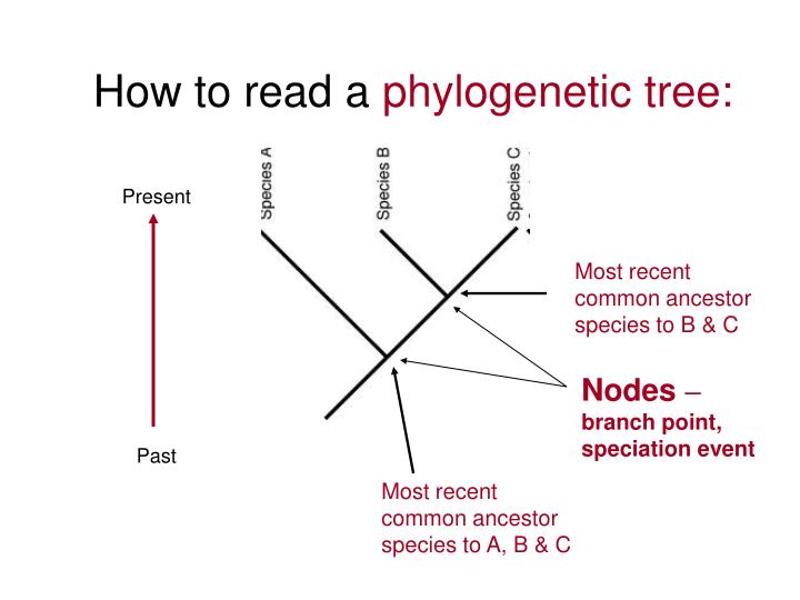how to interpret phylogenetic trees