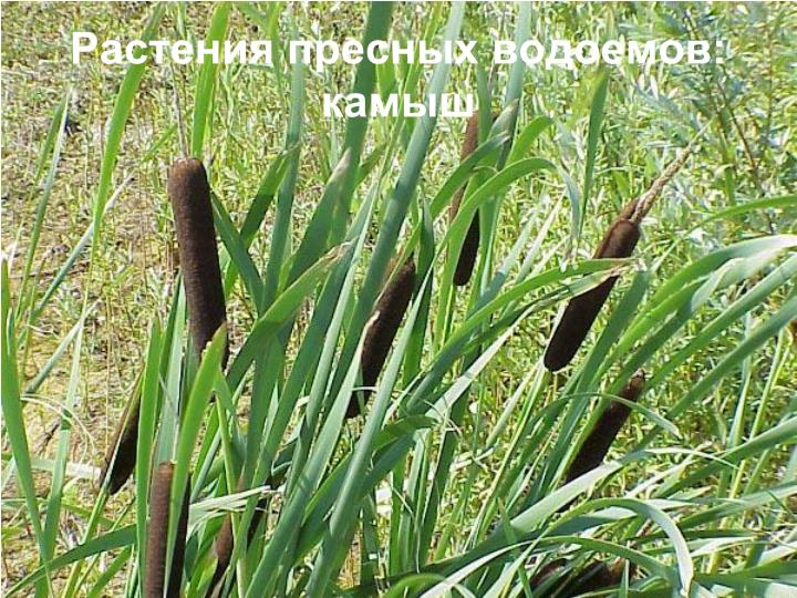 Рогоз малый посадка и уход Рогоз малый посадка и уход