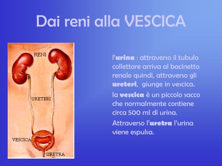 PPT Apparato escretore umano PowerPoint Presentation ID4773177