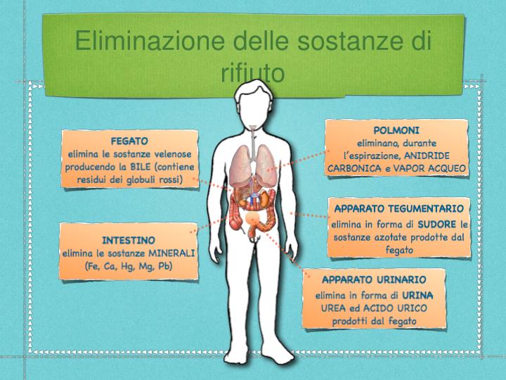 Crema di acne di bioaqua