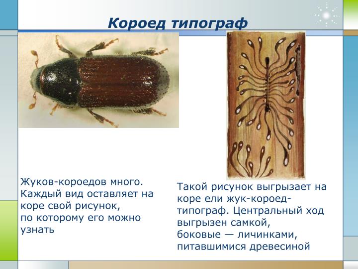 Короед жук борьба в домашних условиях 20 Короед жук борьба в домашних условиях 162