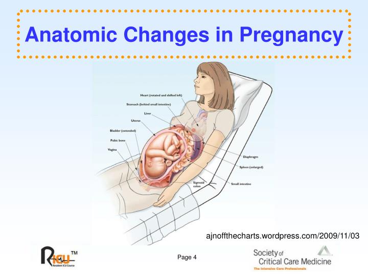 Abdominal Anatomy Of A Pregnant Woman / female #pelvis #anatomy
