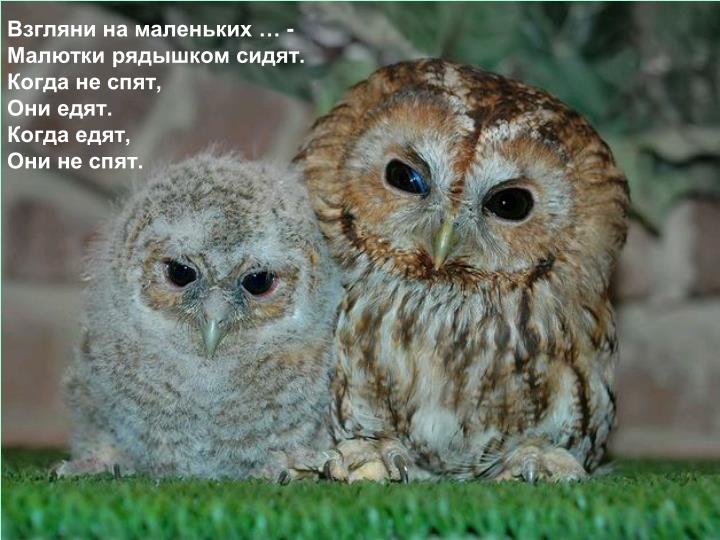 Есть совы которые не спят днем Есть совы которые не спят днем