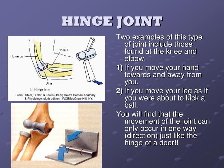 Hinge Joint Definition For Class 5 at Eva Moniz blog