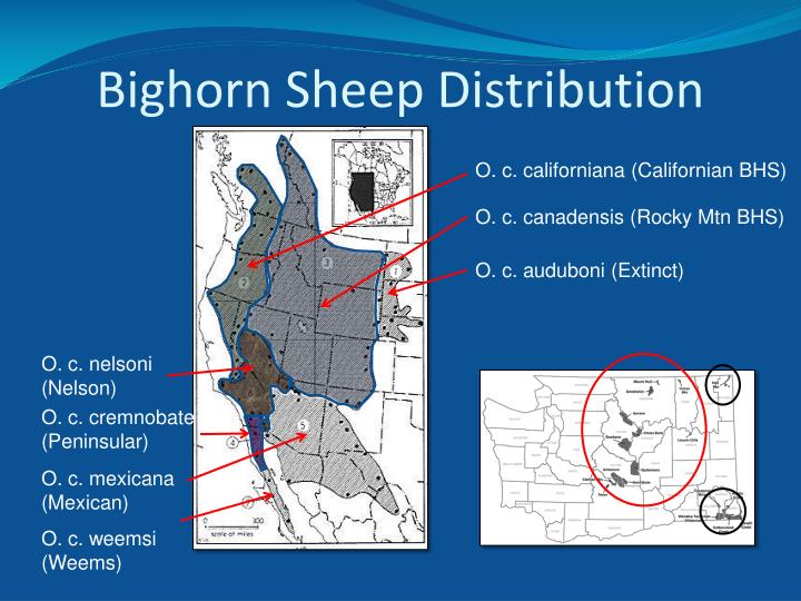 PPT Okanogan Bighorn Sheep PowerPoint Presentation ID4858360