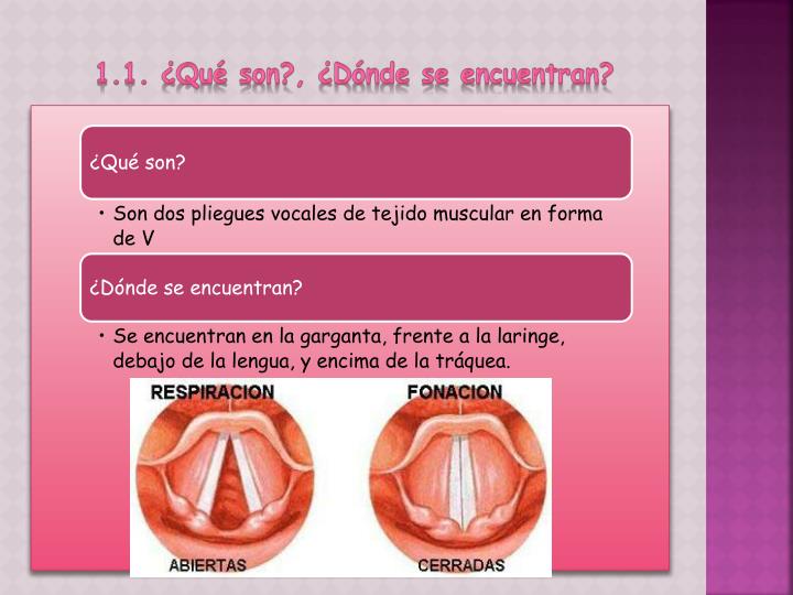 Ppt Las Cuerdas Vocales Powerpoint Presentation Id4869625 0263