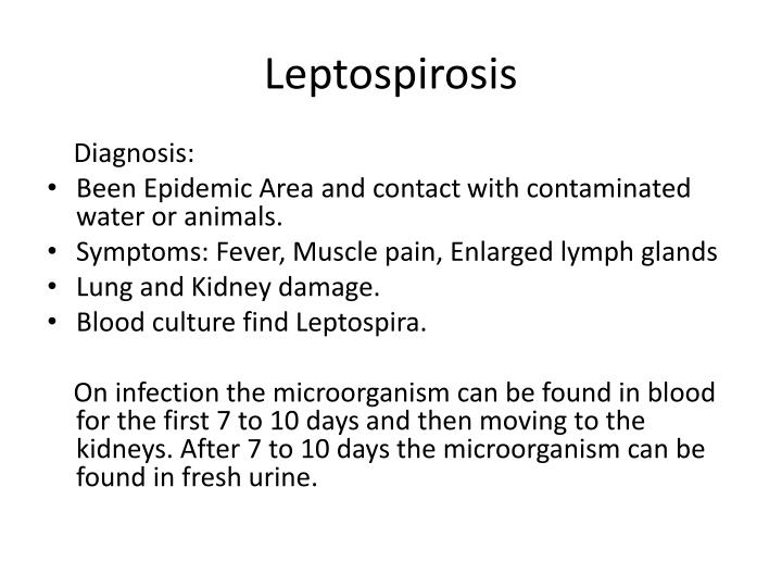 Leptospirosis