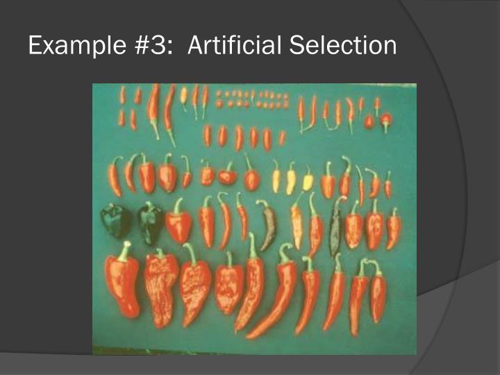 PPT Biological Evolution PowerPoint Presentation ID4889108