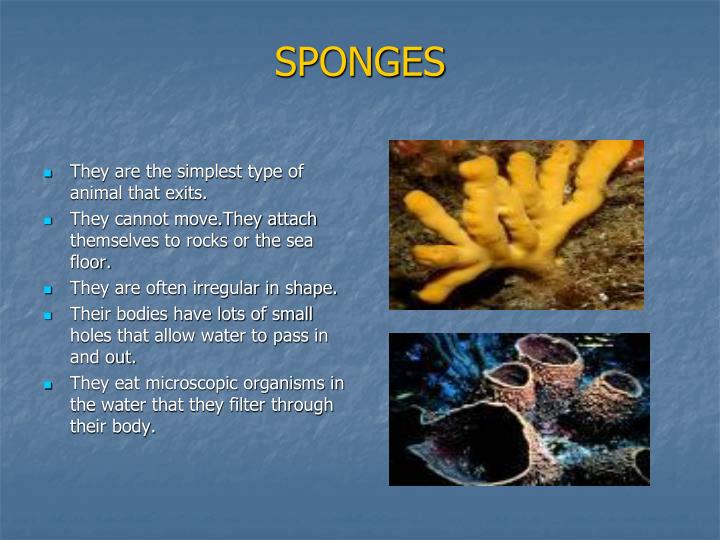 PPT INVERTEBRATES PowerPoint Presentation ID4938680