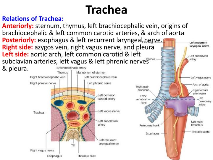 PPT - Thymus, Trachea & Oesophagus PowerPoint Presentation - ID:4960004