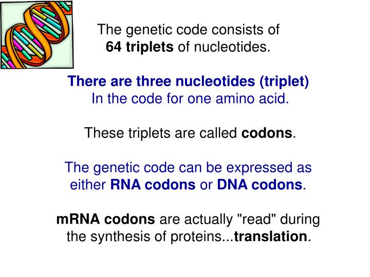 nucleotide triplets nucleotide triplets
