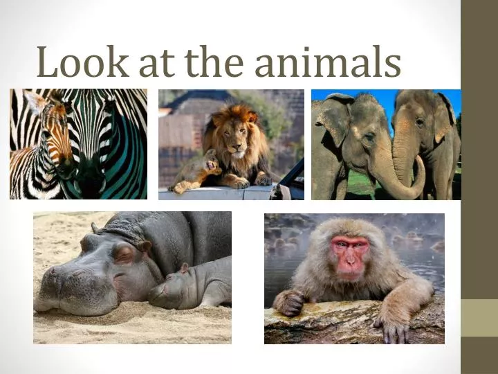 essay about animals essay about animals
