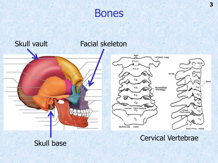 PPT - Introduction to Head and Neck Anatomy PowerPoint Presentation